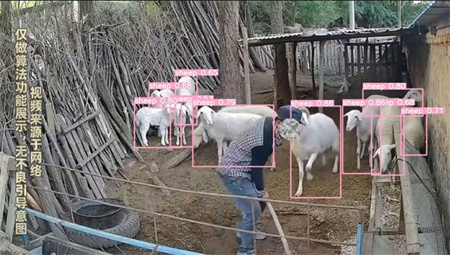 AI視頻監(jiān)控在飼養(yǎng)場的應用：智能守護每一份安心